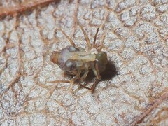 Ptenothrix renateae