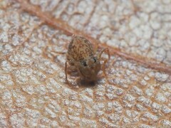 Ptenothrix renateae