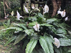 Spathiphyllum wallisii