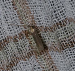 Tegenocharis tenebrans