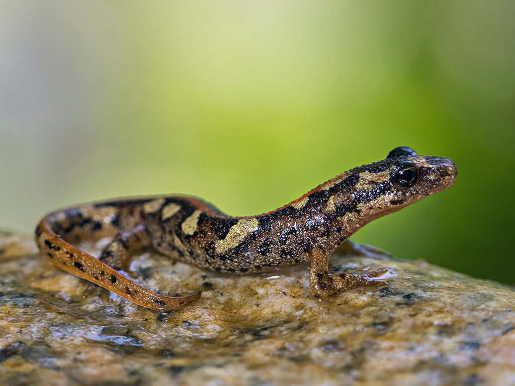 Sardinian Mountain Newt