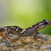Sardinian Brook Salamander - Photo (c) Roberto Ghiglia, some rights reserved (CC BY-NC), uploaded by Roberto Ghiglia