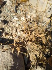 Xanthisma blephariphyllum