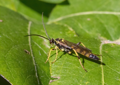 Ichneumon annulatorius