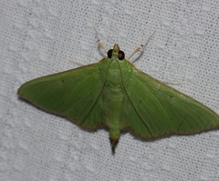 Parotis punctiferalis