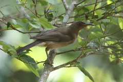 Myzomela obscura