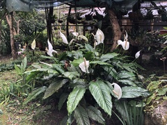 Spathiphyllum wallisii