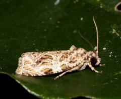 Phaecasiophora
