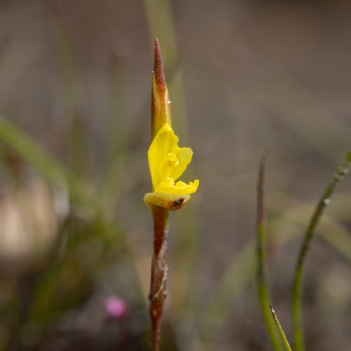 Philydrella pygmaea (Philydrella pygmaea)