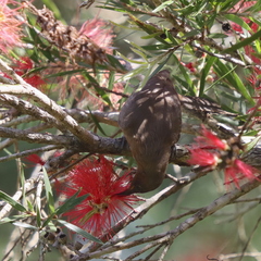 Myzomela obscura