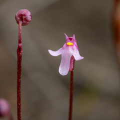 Utricularia tenella