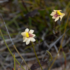 Goodenia trinervis