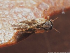 Pachypsylla celtidismamma