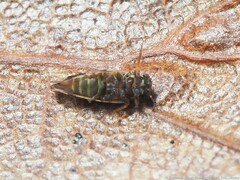 Pachypsylla celtidismamma