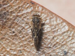Pachypsylla celtidismamma