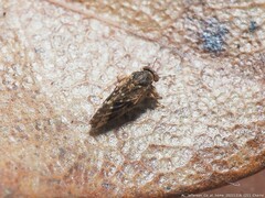 Pachypsylla celtidismamma
