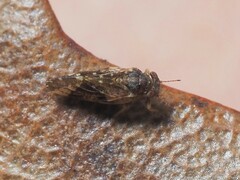 Pachypsylla celtidismamma