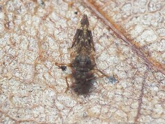 Pachypsylla celtidismamma