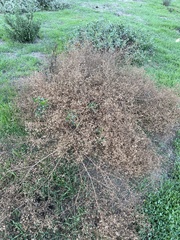 Deinandra paniculata