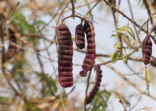 Acacia rugata