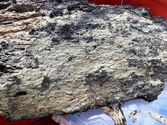 Peniophorella pubera