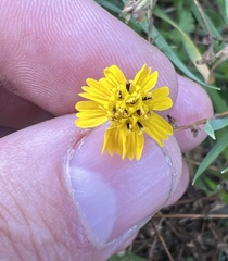 Deinandra paniculata