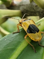 Chauliognathus flavipes