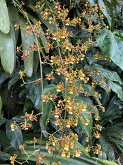Oncidium