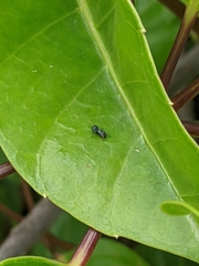 Cephalotes