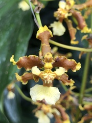 Oncidium