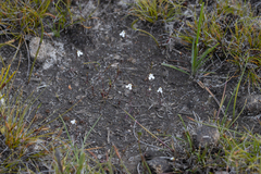 Stylidium perpusillum