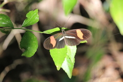 Heliconius erato