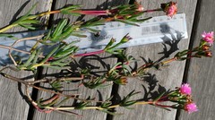 Lampranthus pakhuisensis