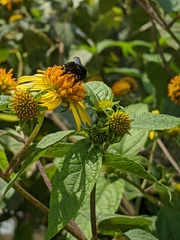 Bombus pauloensis