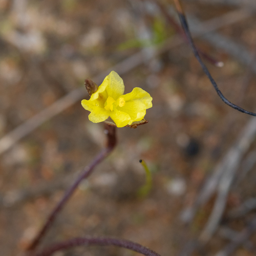 Philydrella pygmaea (Philydrella pygmaea)