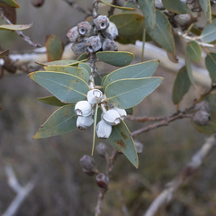 Eucalyptus pleurocarpa