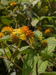 Bombus pauloensis