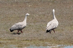 Cereopsis novaehollandiae