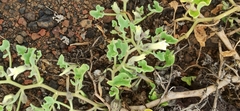 Exodeconus miersii