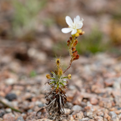 Drosera scorpioides