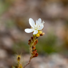 Drosera scorpioides