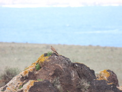 Falco tinnunculus dacotiae