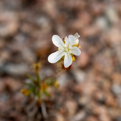 Drosera scorpioides