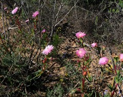 Lampranthus pakhuisensis