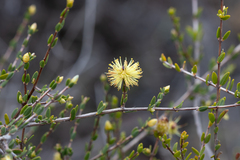 Melaleuca thymoides