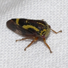 Ophiderma flava