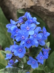 Cynoglossum amabile