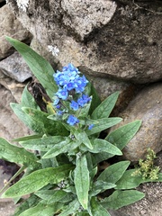 Cynoglossum amabile