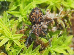 Ptenothrix