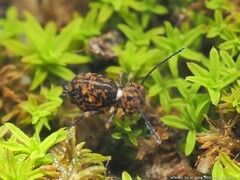 Ptenothrix